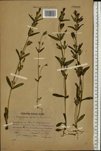 Gentianella amarella var. lingulata (C. Agardh) T. Karlsson, Eastern Europe, Eastern region (E10) (Russia)