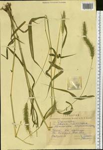 Setaria faberi R.A.W.Herrm., Siberia, Russian Far East (S6) (Russia)