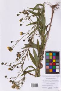 Hieracium umbellatum L., Eastern Europe, Moscow region (E4a) (Russia)