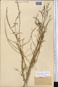 Artemisia scoparia Waldst. & Kit., Middle Asia, Pamir & Pamiro-Alai (M2) (Turkmenistan)