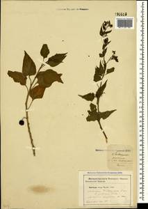 Solanum dulcamara L., Crimea (KRYM) (Russia)