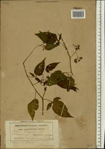 Solanum dulcamara L., Eastern Europe, Belarus (E3a) (Belarus)