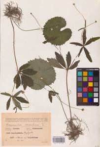 Ranunculus cassubicus L., Eastern Europe, Middle Volga region (E8) (Russia)
