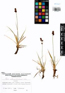 Carex melananthiformis Litv., Siberia, Baikal & Transbaikal region (S4) (Russia)