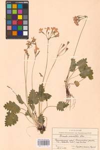 Primula saxatilis Kom., Siberia, Russian Far East (S6) (Russia)