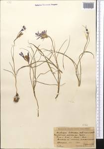 Ixiolirion tataricum (Pall.) Schult. & Schult.f., Middle Asia, Northern & Central Tian Shan (M4) (Kazakhstan)