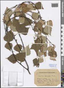 Betula pendula Roth, Siberia, Baikal & Transbaikal region (S4) (Russia)