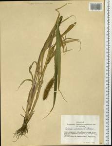 Setaria italica (L.) P.Beauv., Siberia, Western Siberia (S1) (Russia)