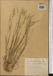 Bromus danthoniae Trin., Middle Asia, Western Tian Shan & Karatau (M3) (Kazakhstan)