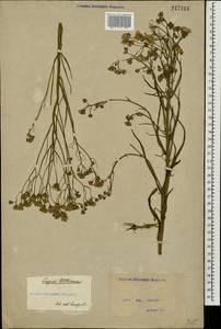 Crepis tectorum L., Eastern Europe, North Ukrainian region (E11) (Ukraine)