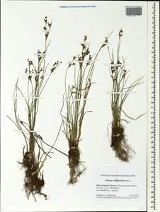 Juncus compressus Jacq., Eastern Europe, Central forest region (E5) (Russia)