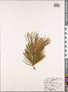 Pinus sibirica Du Tour, Eastern Europe, Central region (E4) (Russia)