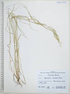 Agrostis clavata Trin., Siberia, Russian Far East (S6) (Russia)