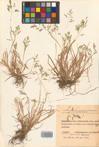 Poa annua L., Siberia, Russian Far East (S6) (Russia)