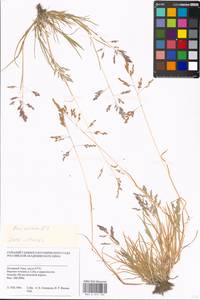 Poa annua L., Siberia, Western Siberia (S1) (Russia)