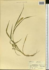Setaria pumila (Poir.) Roem. & Schult., Siberia, Russian Far East (S6) (Russia)