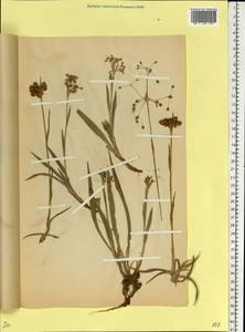 Luzula pilosa (L.) Willd., Eastern Europe, Belarus (E3a) (Belarus)