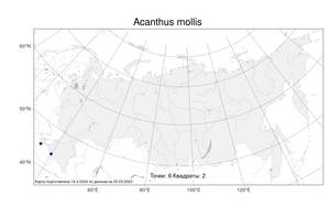 Acanthus mollis L., Atlas of the Russian Flora (FLORUS) (Russia)