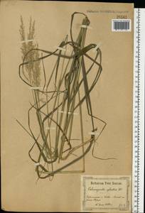 Calamagrostis arundinacea (L.) Roth, Eastern Europe, North Ukrainian region (E11) (Ukraine)