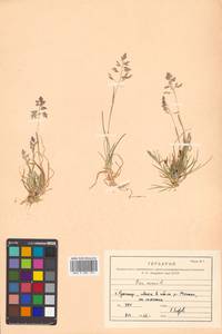Poa annua L., Siberia, Russian Far East (S6) (Russia)
