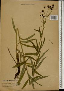 Hieracium umbellatum L., Caucasus, Stavropol Krai, Karachay-Cherkessia & Kabardino-Balkaria (K1b) (Russia)