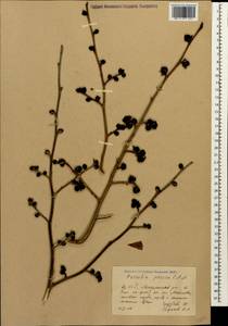 Parrotia persica (DC.) C. A. Mey., Caucasus, Azerbaijan (K6) (Azerbaijan)