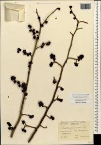 Parrotia persica (DC.) C.A.Mey., Caucasus, Azerbaijan (K6) (Azerbaijan)