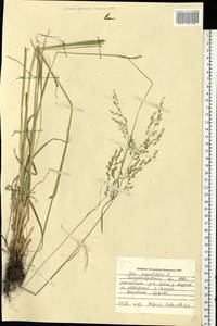 Poa angustifolia L., Eastern Europe, South Ukrainian region (E12) (Ukraine)