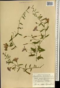 Convolvulus arvensis L., Mongolia (MONG) (Mongolia)