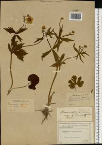 Ranunculus cassubicus L., Eastern Europe, Western region (E3) (Russia)