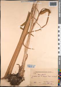 Acorus calamus L., Siberia, Russian Far East (S6) (Russia)