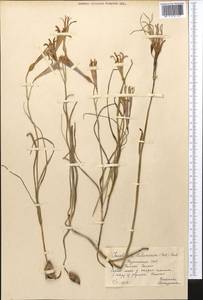 Ixiolirion tataricum (Pall.) Schult. & Schult.f., Middle Asia, Kopet Dag, Badkhyz, Small & Great Balkhan (M1) (Turkmenistan)
