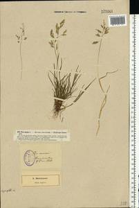 Poa annua L., Eastern Europe, North-Western region (E2) (Russia)