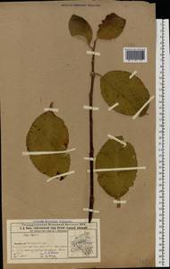 Salix caprea L., Eastern Europe, Volga-Kama region (E7) (Russia)