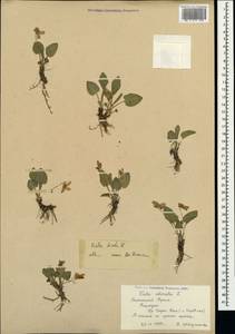 Viola hirta L., Crimea (KRYM) (Russia)