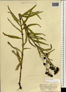 Hieracium umbellatum L., Mongolia (MONG) (Mongolia)