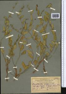 Convolvulus arvensis L., Middle Asia, Pamir & Pamiro-Alai (M2) (Uzbekistan)