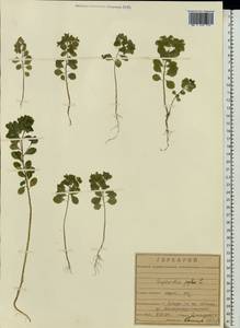 Euphorbia peplus L., Eastern Europe, Central forest-and-steppe region (E6) (Russia)