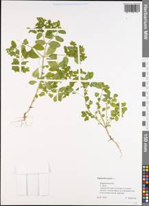 Euphorbia peplus L., Eastern Europe, Central forest region (E5) (Russia)