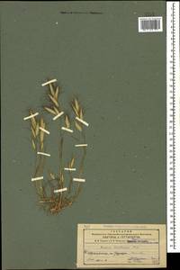 Bromus danthoniae Trin., Caucasus, Azerbaijan (K6) (Azerbaijan)