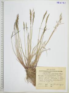 Agrostis clavata Trin., Siberia, Russian Far East (S6) (Russia)