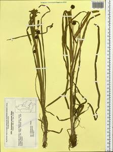 Sparganium emersum Rehmann, Siberia, Russian Far East (S6) (Russia)