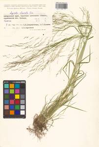 Agrostis clavata Trin., Siberia, Russian Far East (S6) (Russia)