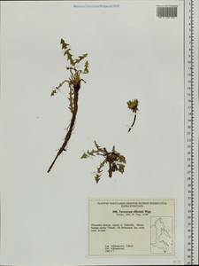 Taraxacum officinale Weber ex F. H. Wigg., Siberia, Russian Far East (S6) (Russia)
