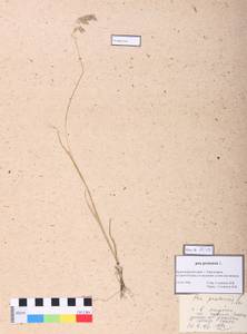 Poa pratensis L., Siberia, Central Siberia (S3) (Russia)