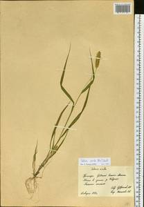 Setaria pumila (Poir.) Roem. & Schult., Siberia, Russian Far East (S6) (Russia)