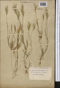 Bromus lanceolatus Roth, Middle Asia, Syr-Darian deserts & Kyzylkum (M7) (Uzbekistan)