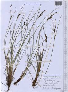 Carex nigra subsp. juncea (Fr.) Soó, Eastern Europe, Northern region (E1) (Russia)