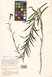 Hieracium umbellatum L., Eastern Europe, Lower Volga region (E9) (Russia)