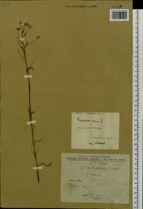 Hieracium umbellatum L., Siberia, Altai & Sayany Mountains (S2) (Russia)